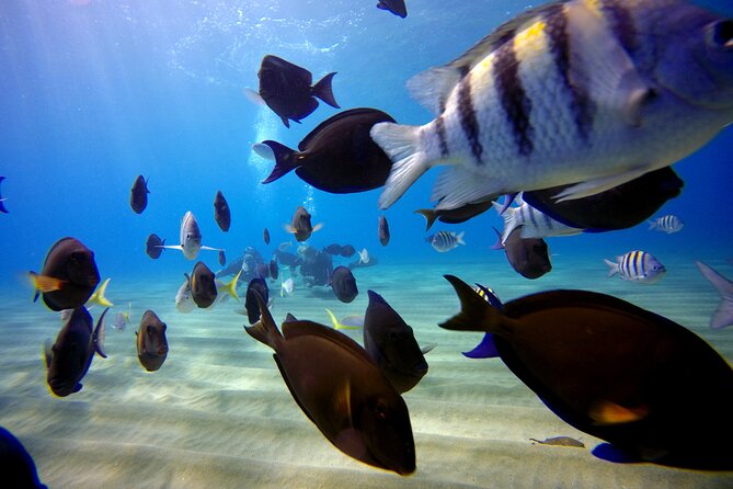 Shared 2 hours Sosúa Bay Snorkeling with Professional Guide - Timing, transport, and cancellation details