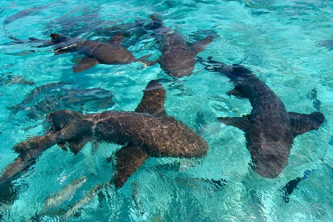 Sharks & Stingrays Snorkeling in Punta Cana with Parasailing - What the $169 Punta Cana tour actually gives you