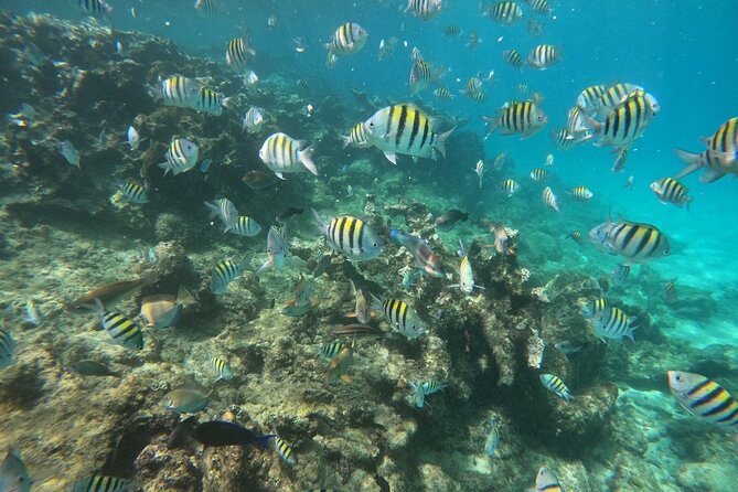 Short Excursion 4-Hour Party Catamaran and Snorkeling - What this Cabarete catamaran day is really about