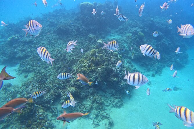 Short Excursion 4-Hour Party Catamaran and Snorkeling - Snorkeling: the strongest reason to choose this trip