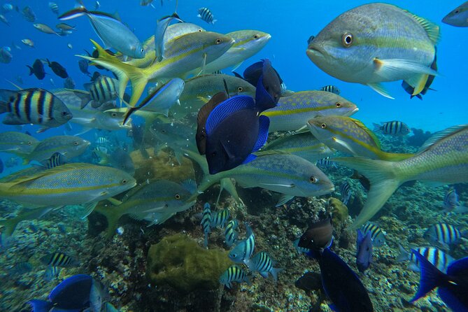 Short Excursion 4-Hour Party Catamaran and Snorkeling - Reaching the boat from Cabarete or Sosua