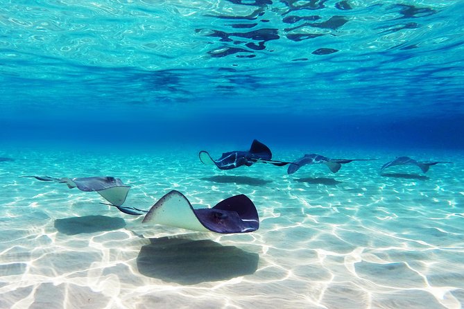 Small Group Snorkeling, Sharks & Stingrays Encounter by boat - Quick take: what matters most