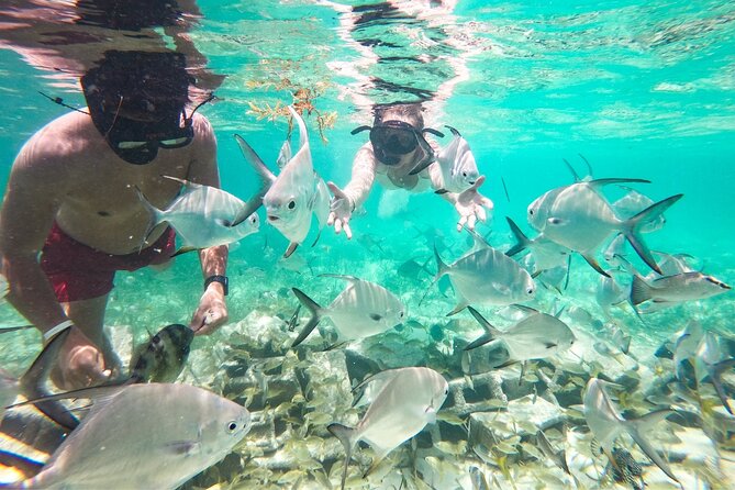 Snorkel Lovers for All Ages & Premium Seafood Lunch in Punta Cana - Stop two: a protected coral nursery with about an hour in the water