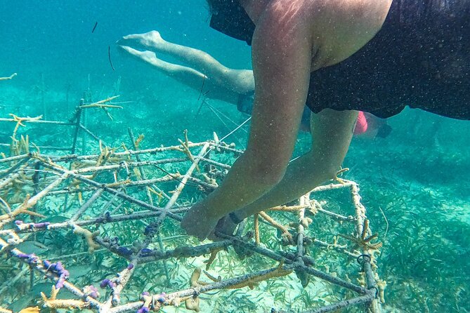Snorkel Lovers for All Ages & Premium Seafood Lunch in Punta Cana - Who gets the best value from the $114 price