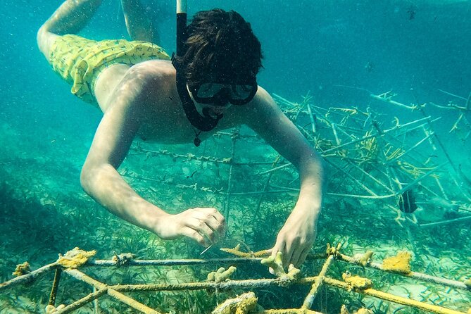 Snorkel Lovers for All Ages & Premium Seafood Lunch in Punta Cana - Tips for families, first-time snorkelers, and adults