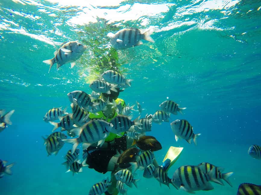 Snorkeling Tour & Sosua Beach Day - The second reef adds welcome variety