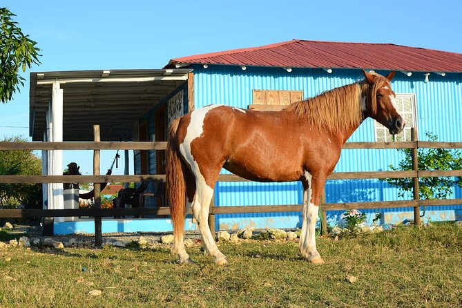 Sunset Horseback Riding Tour in Punta Cana (Private Option) - Reaching the beach near Boca de Maimón