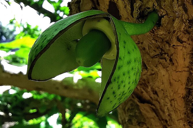 Taino Valley Tropical Park Puerto Plata Tubagua - What the four to five hours feel like
