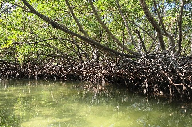 VIP tour to Paradise Island & The Mangroves - Practical advice before you go