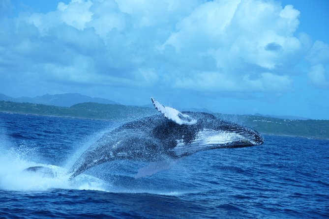 Whale Watching and Bacardi Island day trip from Punta Cana - Samana Bay is the reason to set the alarm