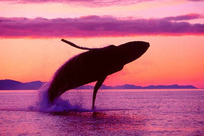 Whale Watching and Bacardi Island day trip from Punta Cana - Cayo Levantado, the Bacardi Island beach stop