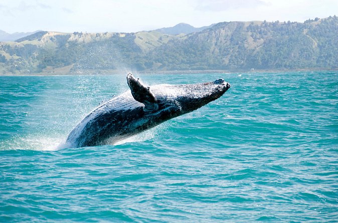 Whale Watching and Bacardi Island day trip from Punta Cana - Practical ways to get more from the day