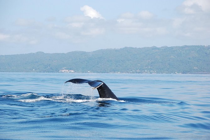 Whale Watching and Bacardi Island day trip from Punta Cana - Searching for whales from the catamaran