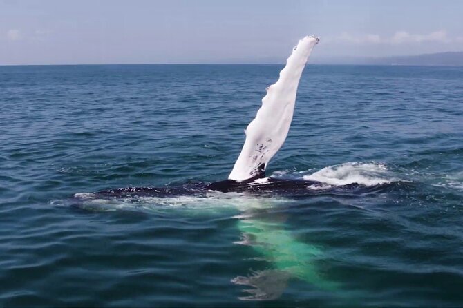 Whale watching and Montana Redonda - Montana Redonda adds a playful second act