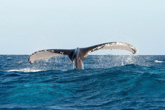 Whale watching and Montana Redonda - Practical tips for a smoother day