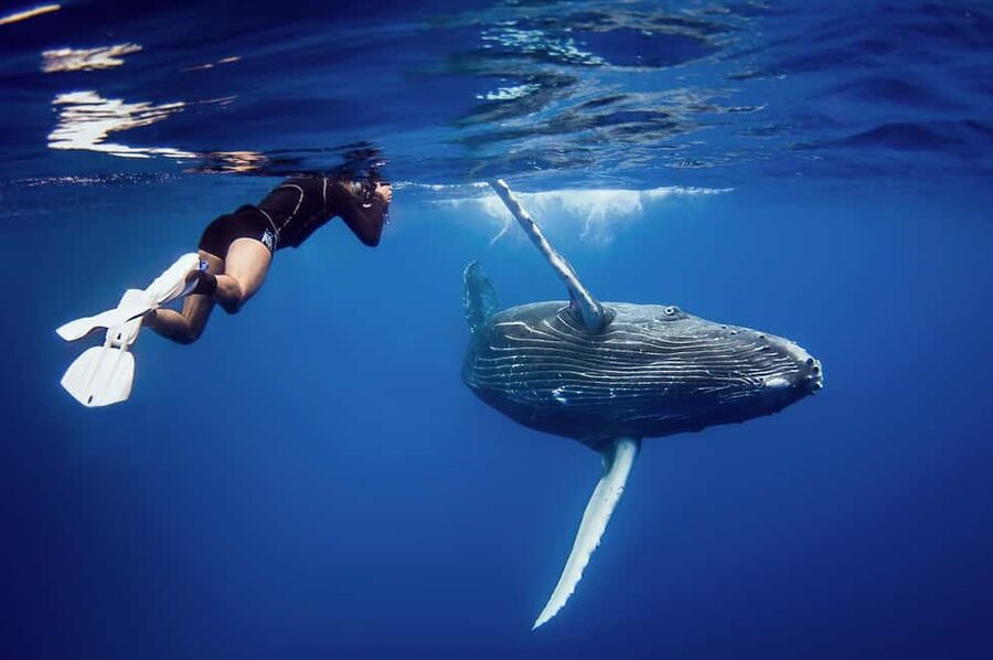 Whale Watching + Cayo Levantado - How the experience compares with going to the port yourself