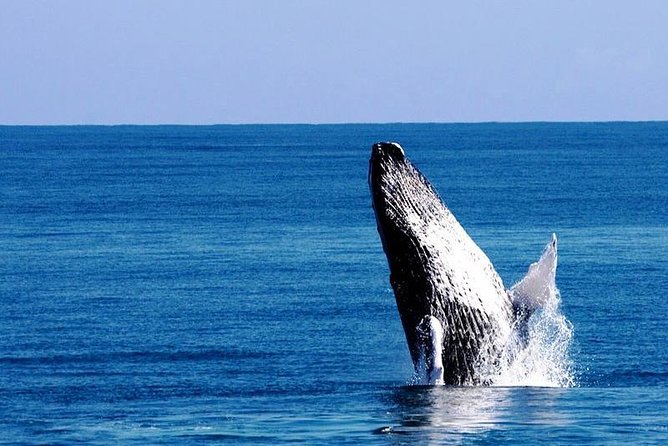 Whale Watching in Samana - Key points to know before you book
