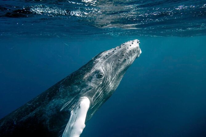 Whale Watching in Samaná Bay + Bacardi Island Beach- Full DayTrip - Why Samaná Bay is worth the early start