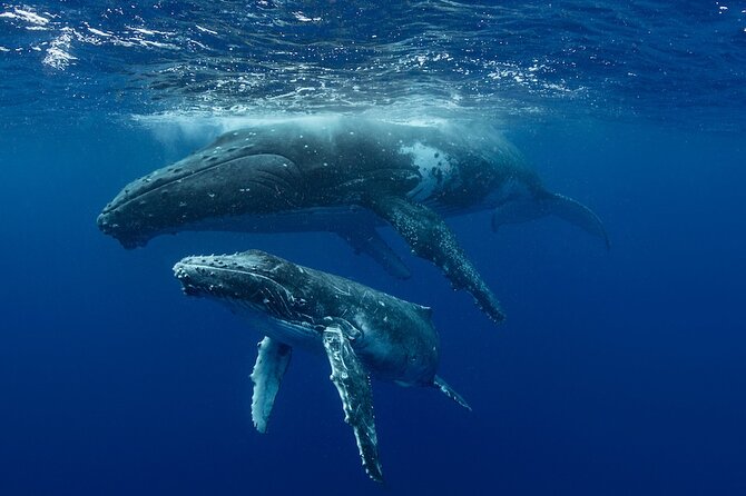 Whale Watching in Samaná Bay + Bacardi Island Beach- Full DayTrip - What lunch includes, and what it does not