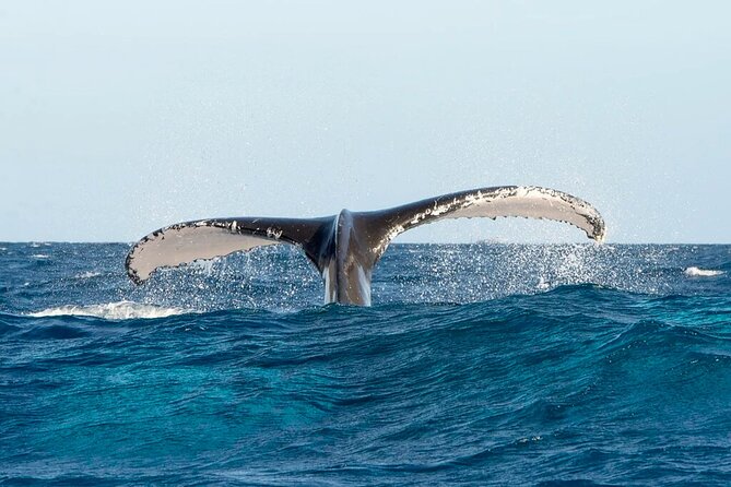 Whale Watching in Samaná Bay + Bacardi Island Beach- Full DayTrip - The rough-water question