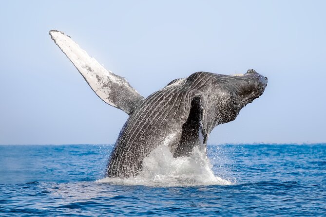 Whale Watching in Samaná Bay + Bacardi Island Beach- Full DayTrip - Who will get the most from this day