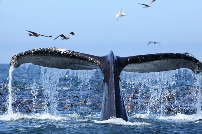 Whale Watching in Samaná Bay + Bacardi Island Beach- Full DayTrip - Is $169 a fair price?