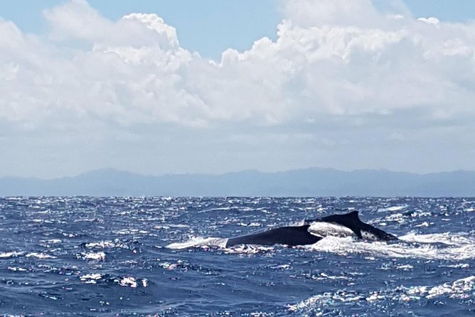 Whale Watching in Samana - The early pickup from Puerto Plata, Sosua, or Cabarete