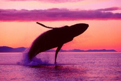 Whale Watching & Limón Waterfall Day Trip